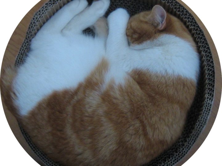 ana.words, nicht schon wieder