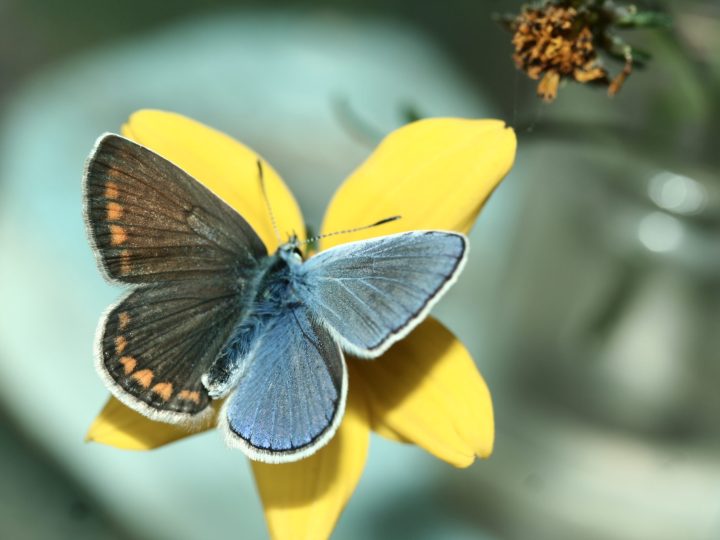 ana.words, männchen und weibchen in einem