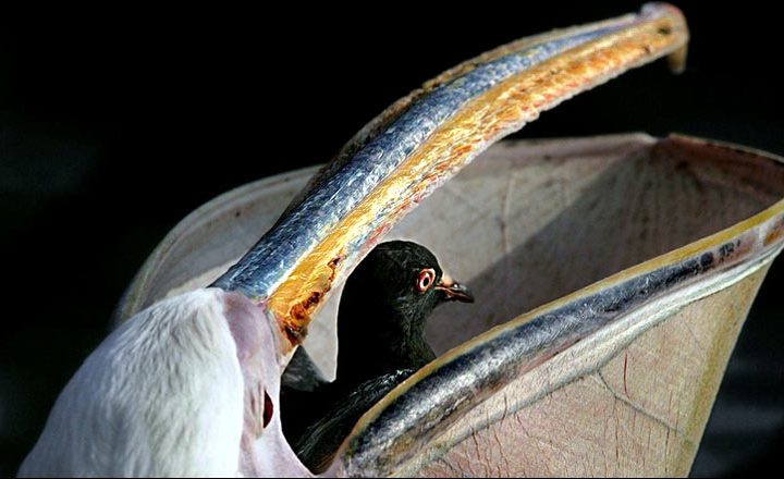 ana.words, pelican swallows pigeon